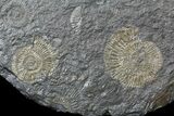 Ammonite Cluster (Harpoceras, Dactylioceras) - Germany #51153-4